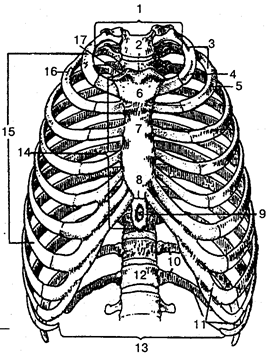 Рис. 20. Скелет грудной клетки (вид спереди): 1 — верхняя апертура грудной клетки; 2 — яремная вырезка; 3 — ребра (1— 12); 4 — первое ребро; 5, 16 — второе ребро; 6 — рукоятка грудины; 7 — тело грудины; 8— сочленение между телом грудины и мечевидным отростком; 9— мечевидный отросток; 10— колеблющиеся ребра (11—12); 11— ложные ребра (8—12); 12— грудной позвонок; 13 — нижняя апертура грудной клетки; 14— грудина; 15— истинные ребра (1—7); 17— ключичная вырезка.