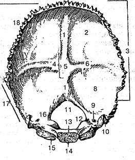 Затылочная кость (внутренняя поверхность).