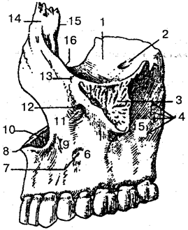 Верхняя челюсть (вид с латеральной стороны).