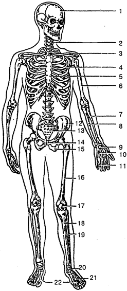 Скелет человека (вид спереди).