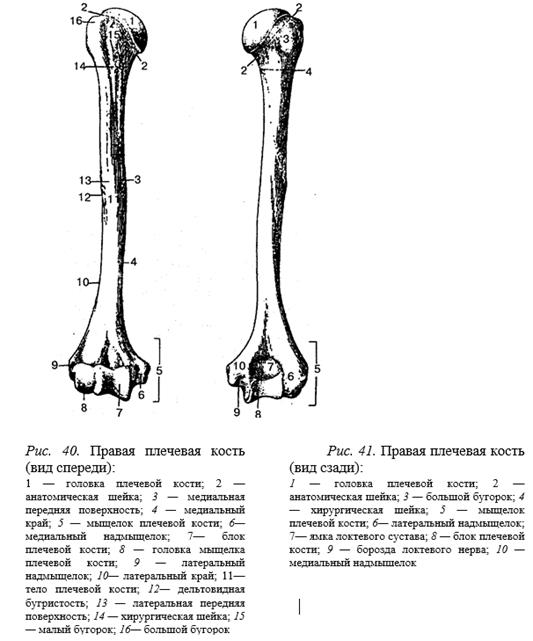 Правые лучевая и локтевая кости (вид спереди).