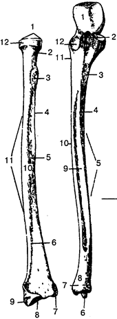 Рис. 42. Правые лучевая и локтевая кости (вид спереди): А — лучевая кость: 1 — головка лучевой кости; 2 — шейка лучевой кости; 3 — бугристость лучевой кости; 4—межкостный край; 5— передняя поверхность; 6— передний край; 7— локтевая вырезка; 8— запястная суставная поверхность; 9 — шиловидный отросток; 10— латеральная поверхность; 11 — тело лучевой кости; 12— суставная окружность; Б — локтевая кость: 1 — блоковидная вырезка; 2 — венечный отросток; 3 — бугристость локтевой кости; 4— передний край; 5— тело локтевой кости; 6— шиловидный отросток; 7— суставная окружность; 8 — головка локтевой кости; 9 — передняя поверхность; 10 — межкостный край; 11 — гребень супинатора; 12 — лучевая вырезка.