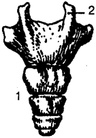 Копчик (вид сзади) 1- копчик; 2-копчиковый рог.