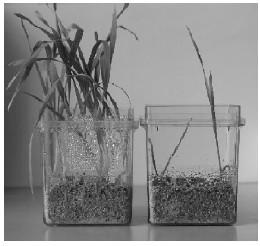 Вплив різних варіантів штаму P. aureofaciens BS1393 на ріст пшениці в присутності нафталіну (200 мкг/г).