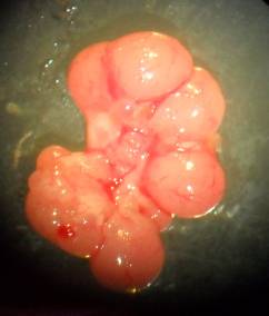 Мікрофотографія правого (А) та лівого (В) незабарвленого нефіксованого яєчника вагітної самиці щура контрольної групи. Вирізняються жовті тіла (великого діаметру) та незрілі фолікули.