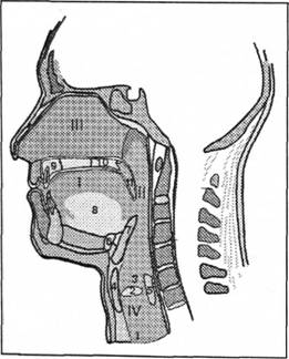 Мовленнєвий апарат І - порожнина рота; II - глотка.