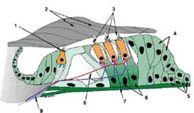Спіральний орган (Корті): 1 - внутрішні волоскові клітини; 2 - покривна мембрана; 3 - зовнішні волоскові клітини; 4 - клітини Гензена; 5 - клітини Клаудіуса; 6 - клітини Дейтерса; 7 - основна мембрана; 8 - Тунель Корті.
