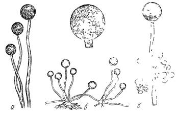 Систематика грибів. Особливості будови клітини мікроскопічних грибів.