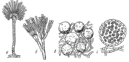 Систематика грибів. Особливості будови клітини мікроскопічних грибів.