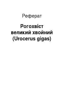 Реферат: Рогохвіст великий хвойний (Urocerus gigas)