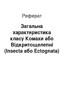 Реферат: Загальна характеристика класу Комахи або Відкритощелепні (Insecta або Ectognata)