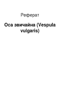 Реферат: Оса звичайна (Vespula vulgaris)