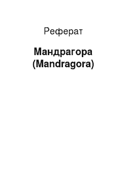 Реферат: Мандрагора (Mandragora)
