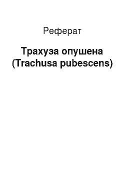 Реферат: Трахуза опушена (Trachusa pubescens)