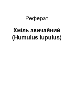 Реферат: Хміль звичайний (Humulus lupulus)