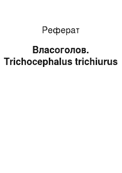 Реферат: Власоголов. Trichocephalus trichiurus